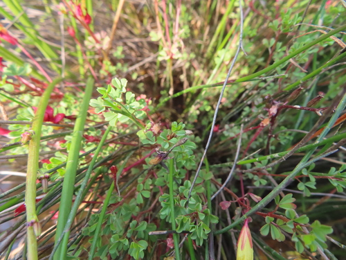 Image of Oxalis goniorhiza by (c) linkie, some rights reserved (CC BY)