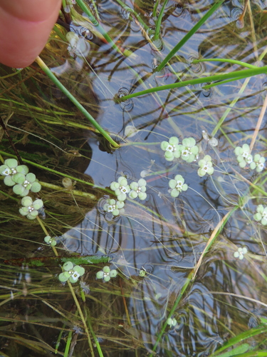 Crassula natans
