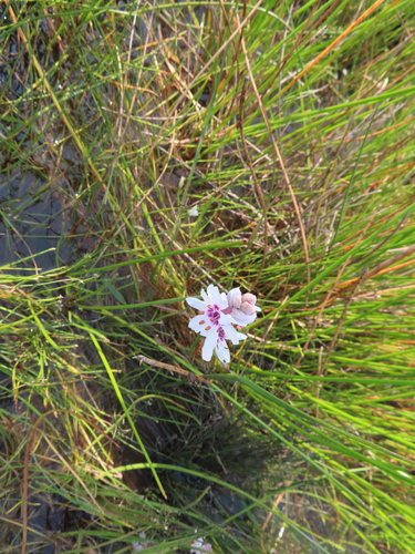 Image of Wurmbea stricta by (c) linkie, some rights reserved (CC BY)