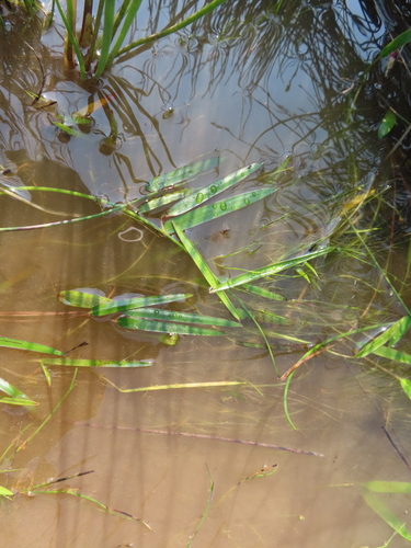Narrowleaf waterblommetjie (Aponogeton angustifolius)