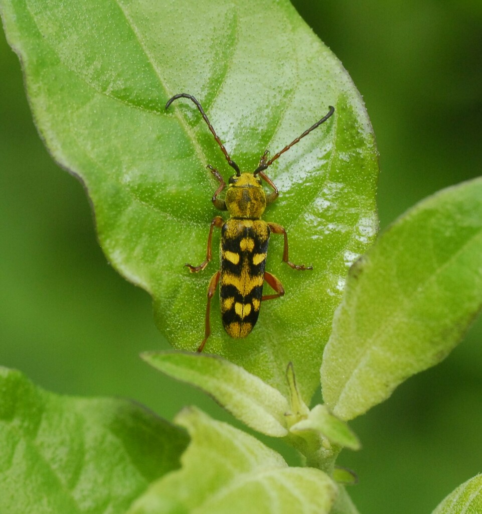 Ochraethes viridiventris