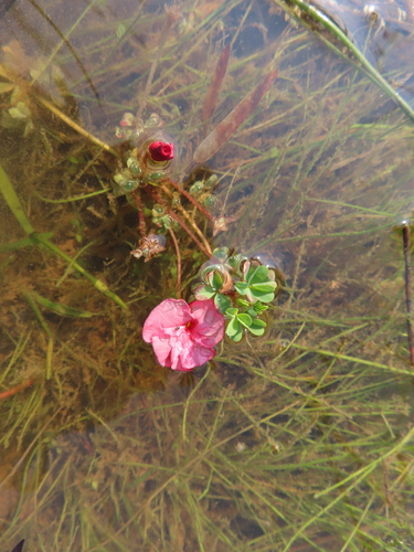Image of Oxalis goniorhiza by (c) linkie, some rights reserved (CC BY)