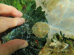 Bunodeopsis globulifera