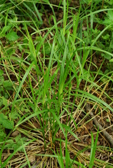 Carex maackii