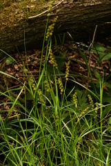 Carex maackii