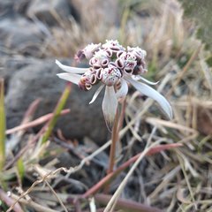 Euphorbia radians