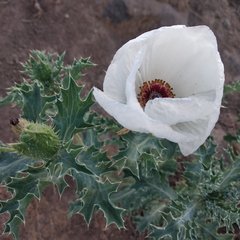 Argemone platyceras