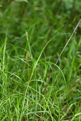 Carex maackii