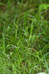 Carex maackii