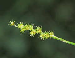 Carex maackii