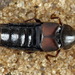 Aleochara curtula - Photo (c) Andrey Ponomarev, algunos derechos reservados (CC BY-NC), subido por Andrey Ponomarev