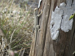 Sceloporus merriami