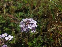 Glandularia laciniata