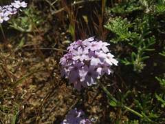 Glandularia laciniata
