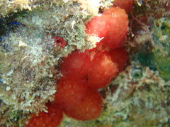 Eudistoma