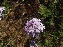 Glandularia laciniata