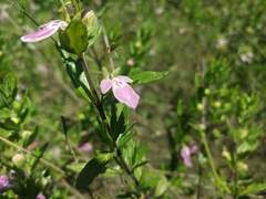 Teucrium bicolor