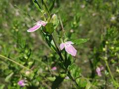 Teucrium bicolor