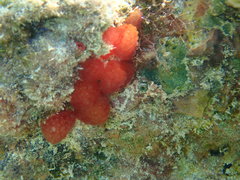 Eudistoma