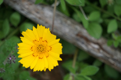 Coreopsis nuecensis