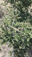 Condalia warnockii