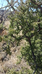 Condalia warnockii