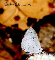 Celastrina echo gozora