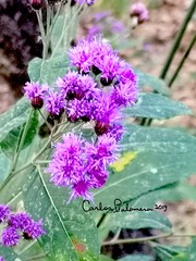 Vernonia bealliae