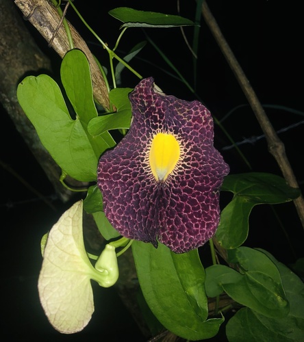 Aristolochia odoratissima, photograph 6