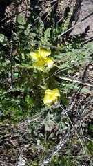 Oenothera primiveris