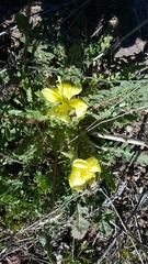 Oenothera primiveris
