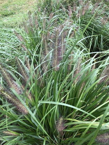 Pennisetum sordidum iNat (3)