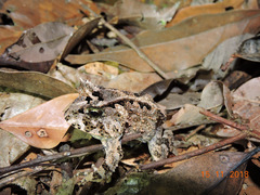 Proceratophrys concavitympanum