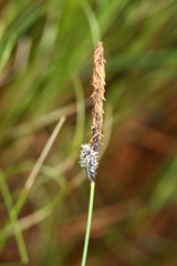 Carex meyeriana