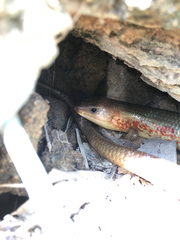 Plestiodon chinensis