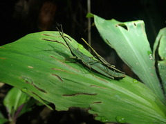 Omura congrua