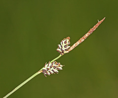 Carex meyeriana