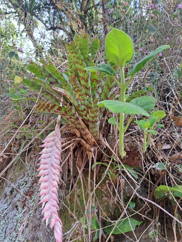 Vriesea guttata, photograph 6