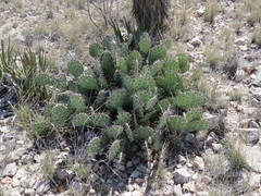 Opuntia mackensenii