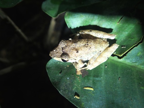 Metallic Robber Frog