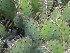 Opuntia mackensenii