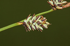 Carex meyeriana