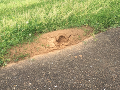 Solenopsis saevissima