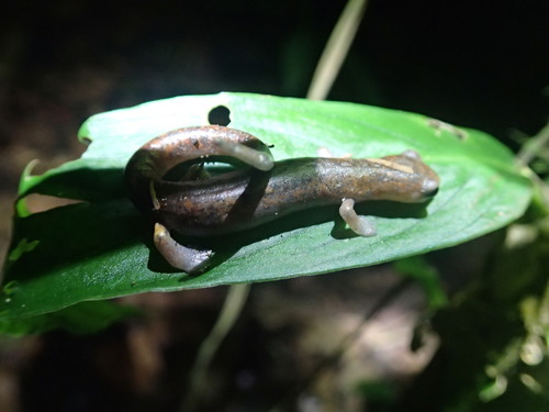 Bolitoglossa equatoriana