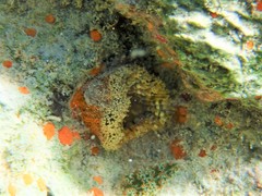 Bunodosoma granuliferum