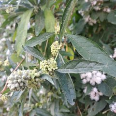 Buddleja sessiliflora