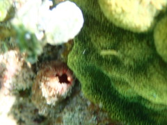 Polycarpa spongiabilis