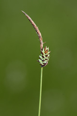 Carex meyeriana