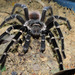 Brazilian Red-and-white Tarantula - Photo (c) lucasae1, some rights reserved (CC BY-NC)
