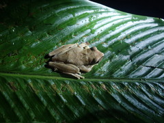 Osteocephalus planiceps